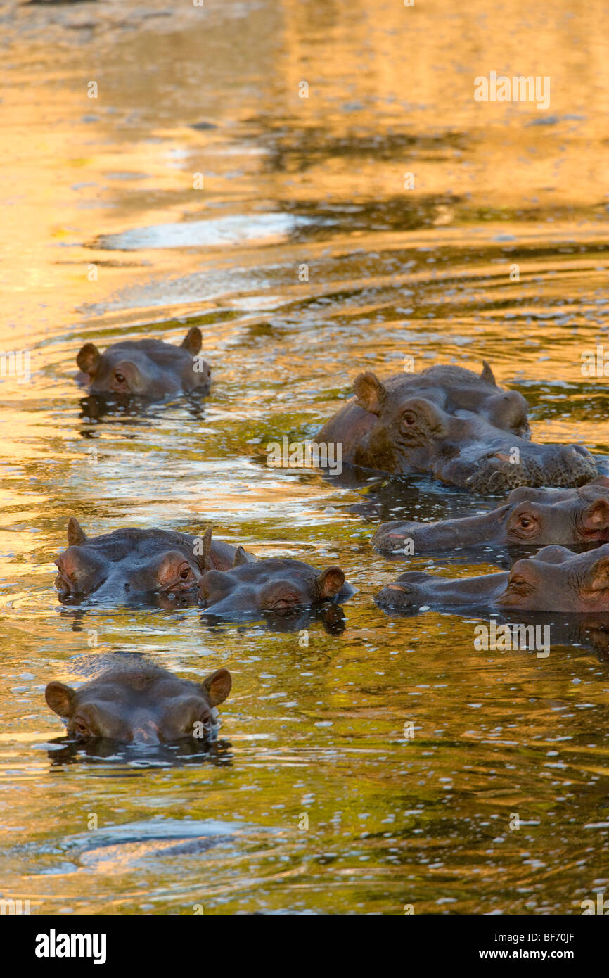 Herd of Hippopotami, Hippopotamus amphibius in river. Masai Mara National Reserve, Kenya. Stock Photo