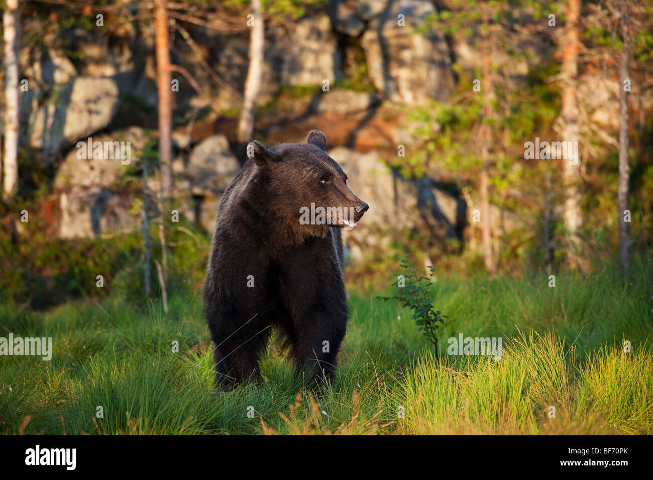 Brown bear - standing at the edge of the forest / Ursus arctos Stock ...