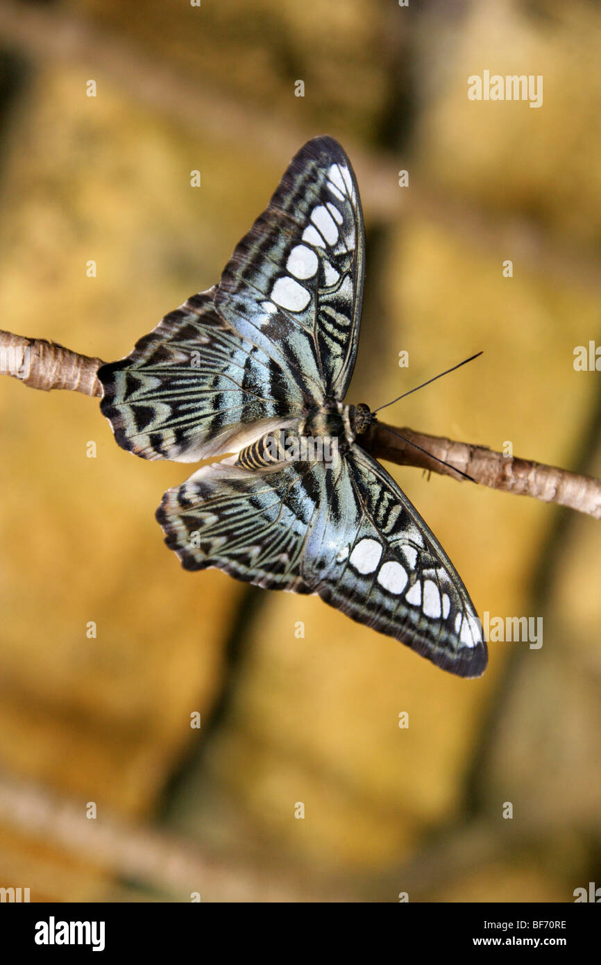 The Blue Clipper Butterfly, Parthenos sylvia lilacinus, Nymphalidae, South East Asia Stock Photo