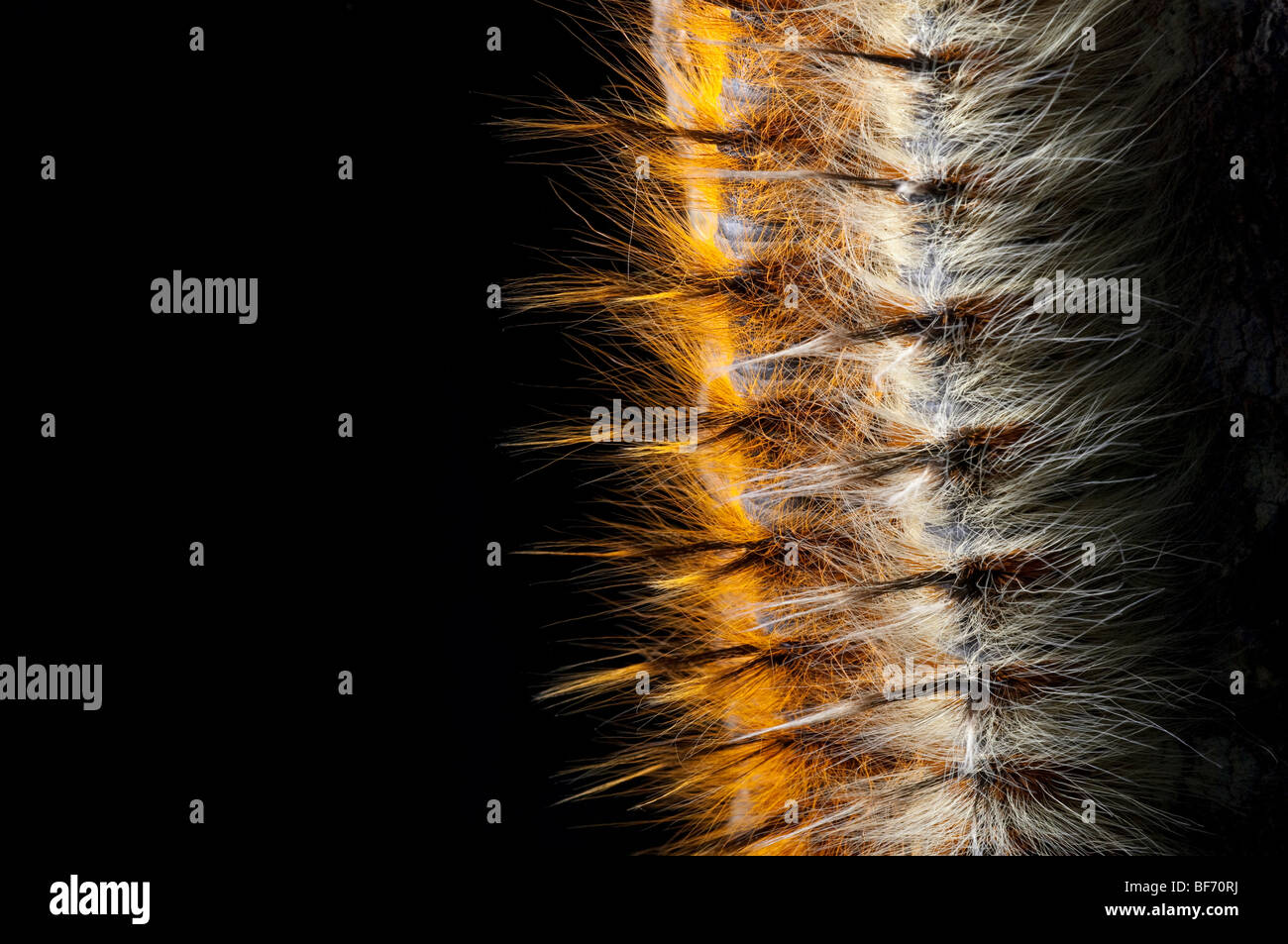 Hairy moth caterpillar hi-res stock photography and images - Alamy