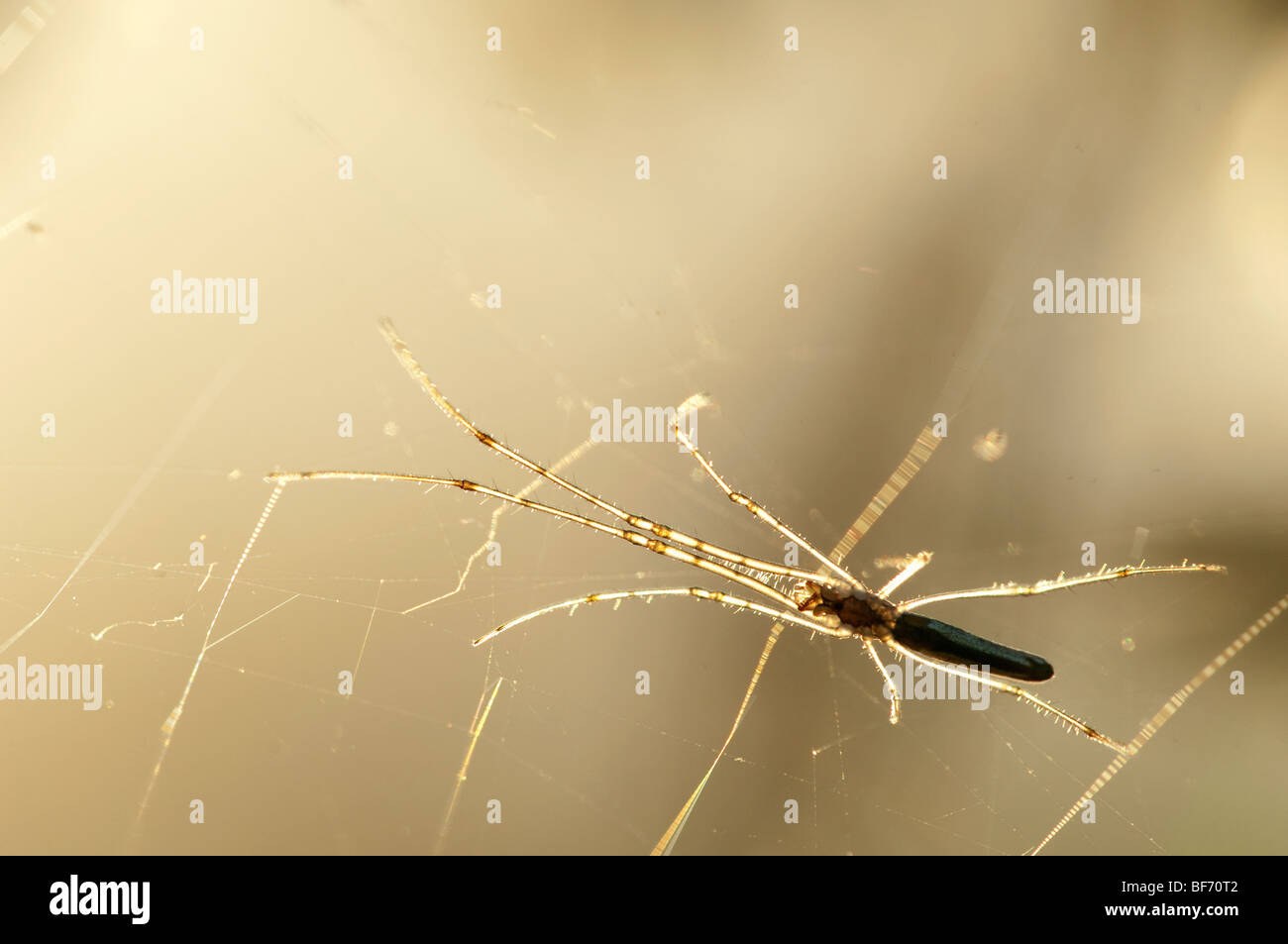 TETRAGNATHA EXTENSA Long Jawed Water Spider spiders arachnids small
