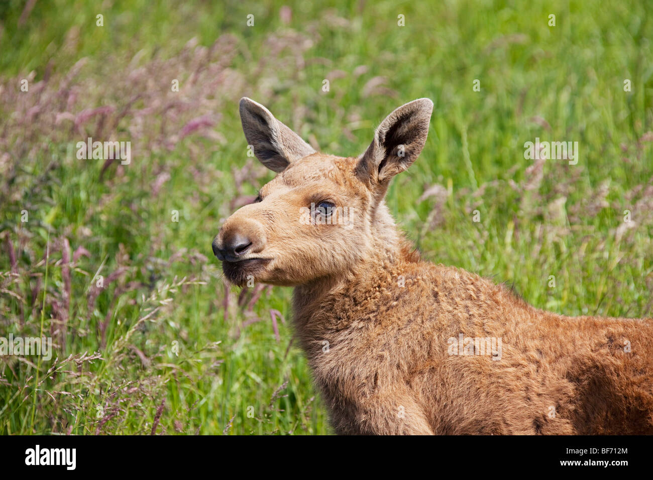 Eurasian Elk Moose Alces Alces Alces Portrait Of A Calf Sweden Stock Photo Alamy