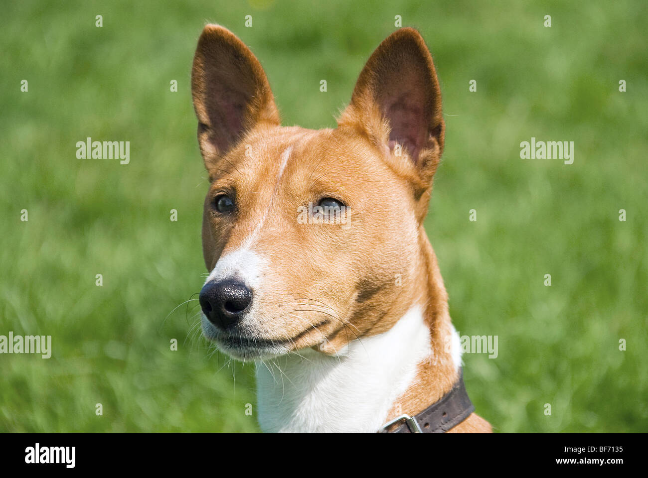Basenji dog - portrait Stock Photo - Alamy