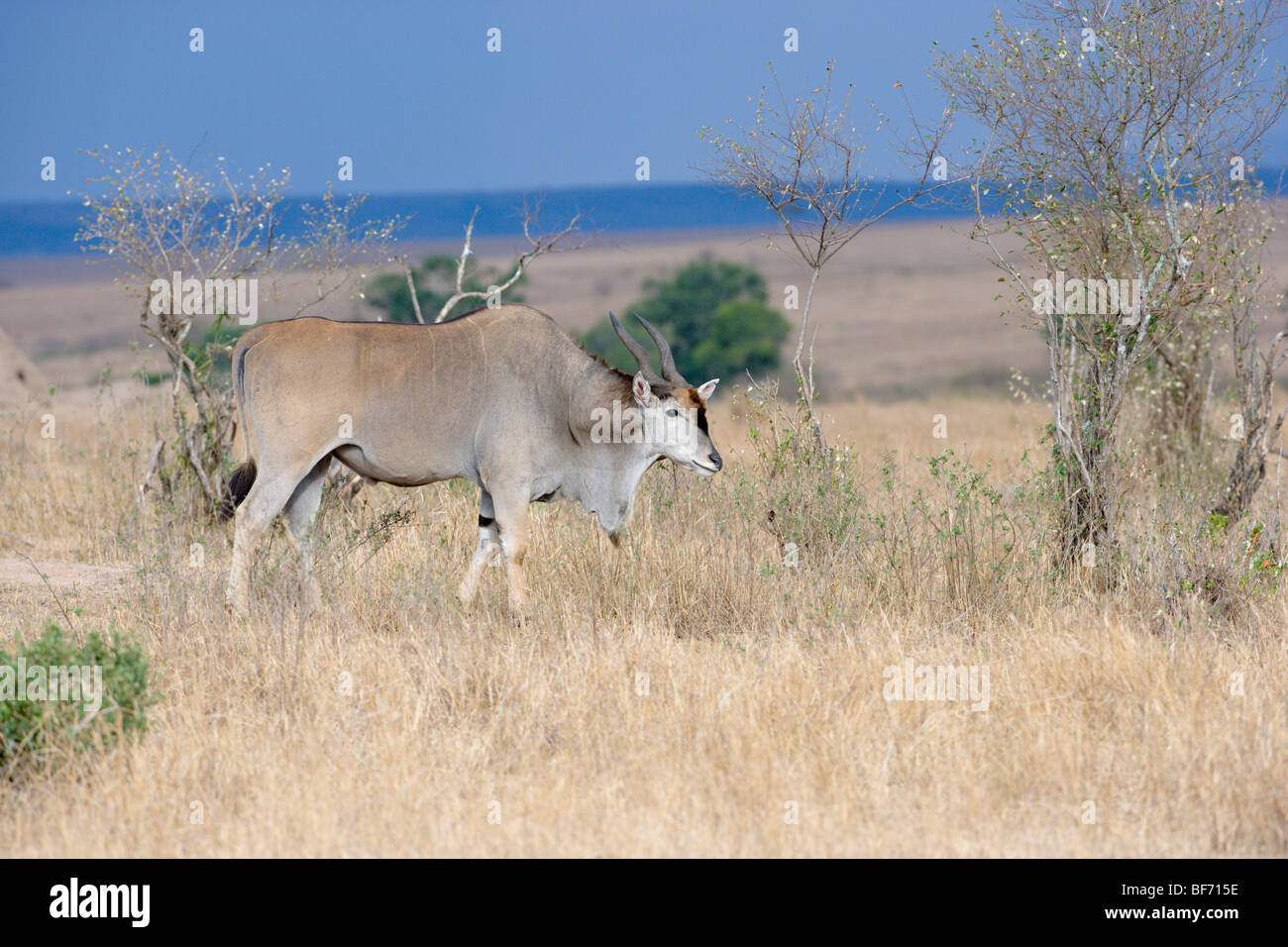 Eland, Taurotragus oryx, standing. Masai Mara National Reserve, Kenya ...