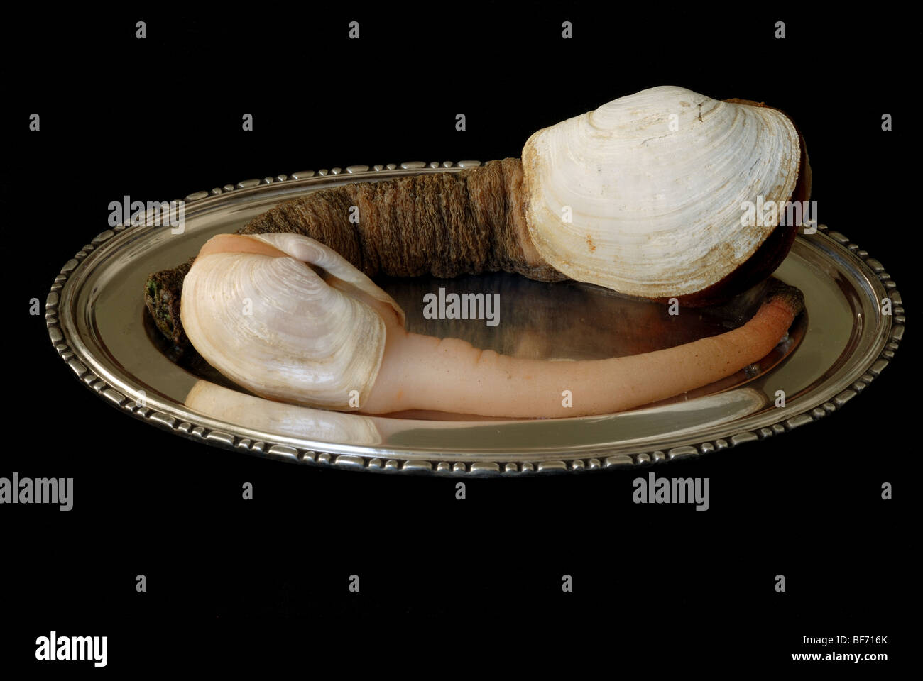 Geoduck, or Panopea abrupta, a species of very large saltwater clam, marine bivalve mollusk. Stock Photo