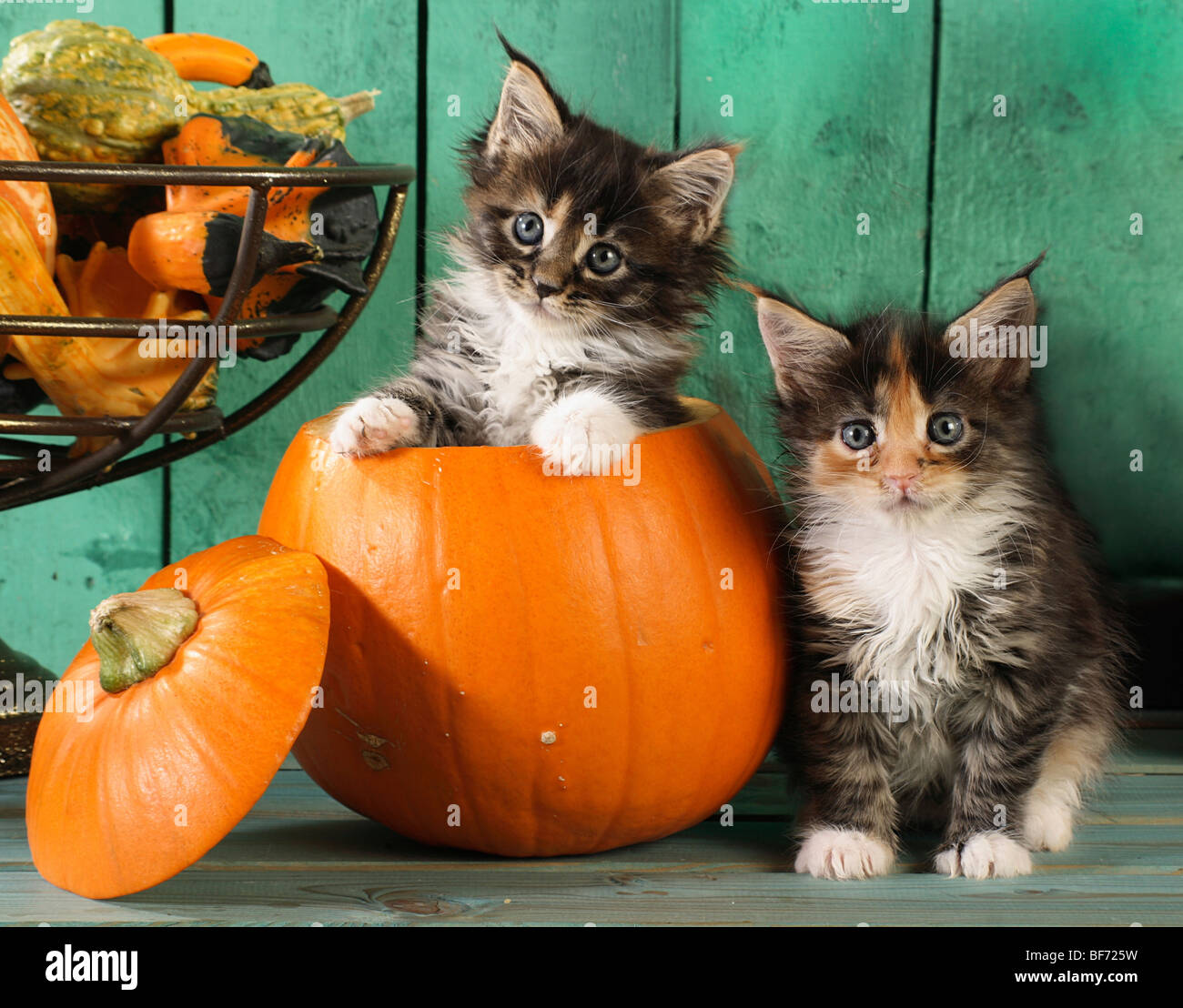Maine Coon cat two kittens at pumpkin Stock Photo Alamy