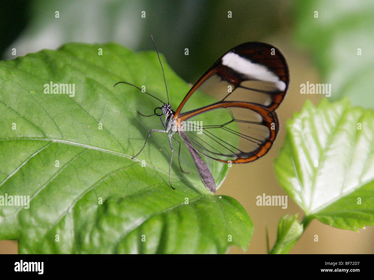 The Glass Wing Butterfly, Greta oto, Nymphalidae, South and Central America, Mexico, Panama. Stock Photo