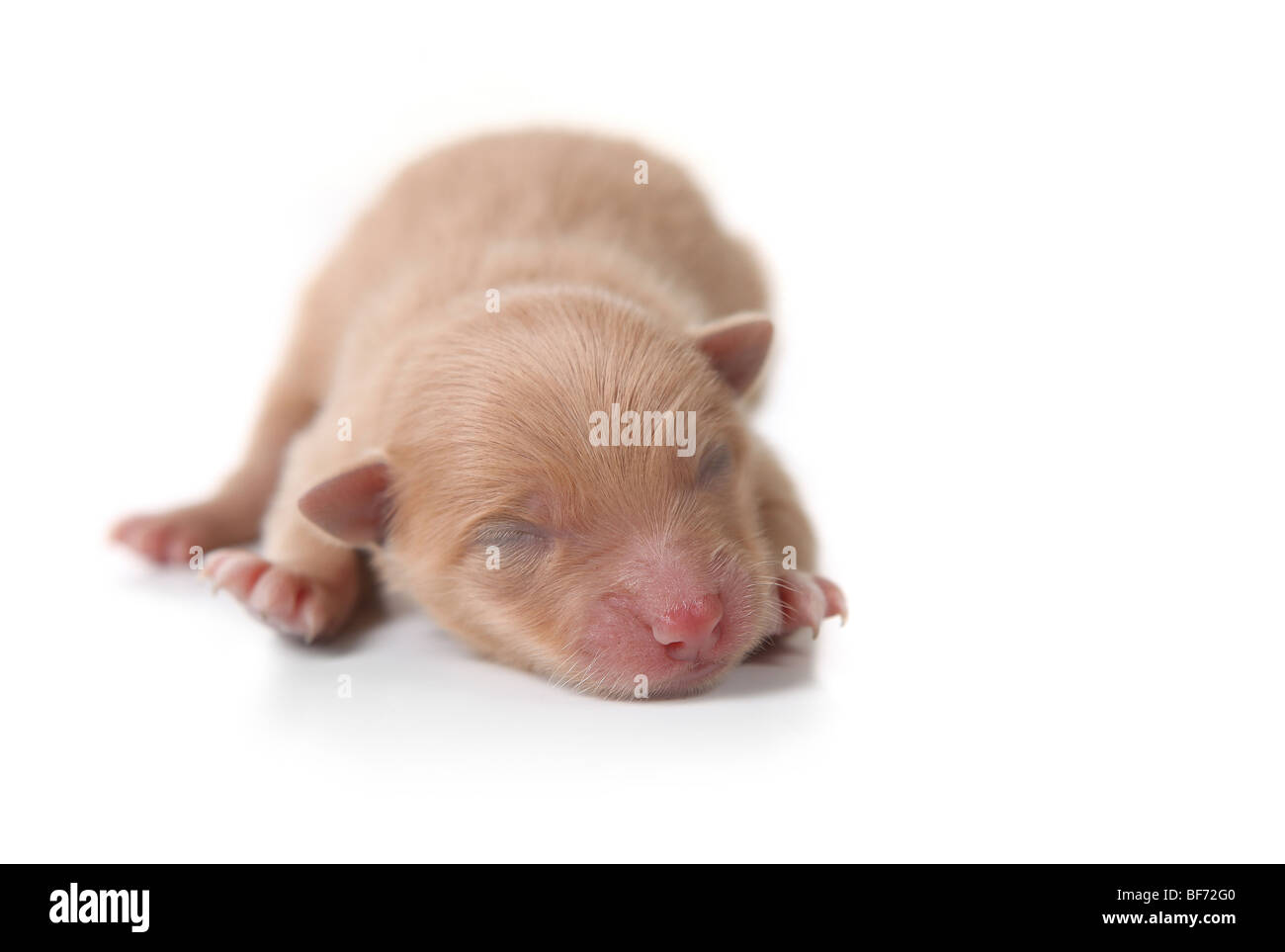 Baby Newborn Puppy Sleeping on White Background Stock Photo Alamy
