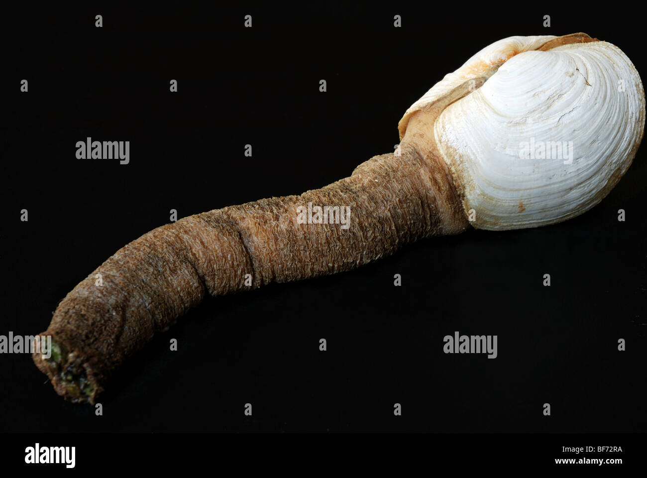 Geoduck, or Panopea abrupta, a species of very large saltwater clam