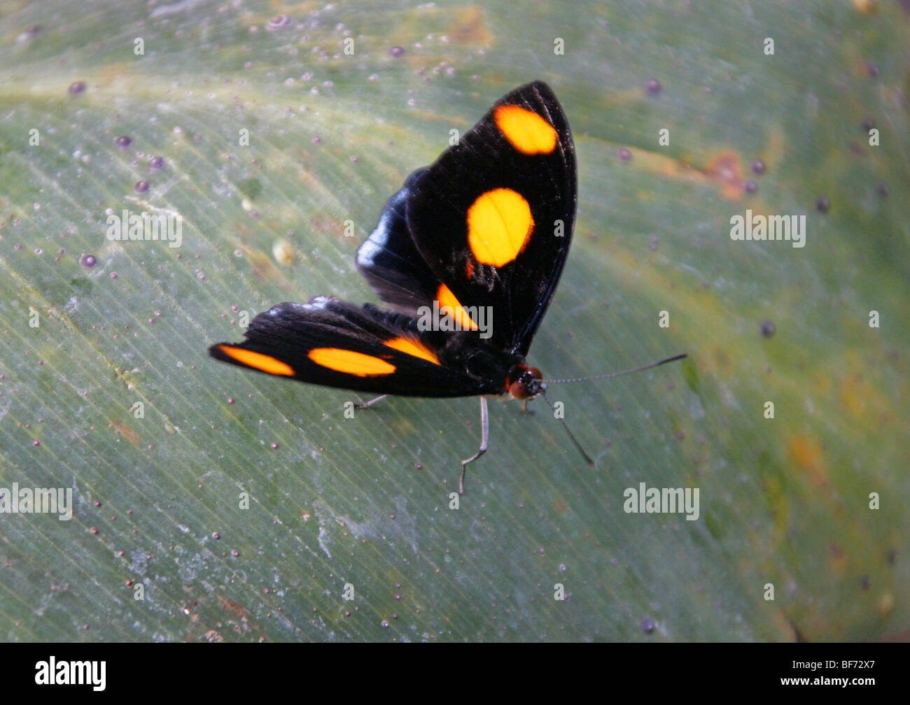 Grecian Shoemaker Butterfly, Catonephele numilia, Nymphalidae, Peru, Costa Rica, Tropical Central and South America Stock Photo