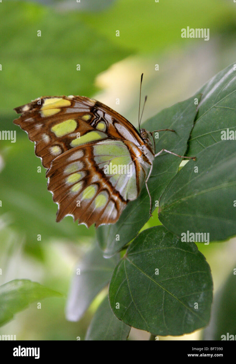 Malachite Butterfly or Bamboo Page, Siproeta stelenes,  Tropical Central and South America Stock Photo