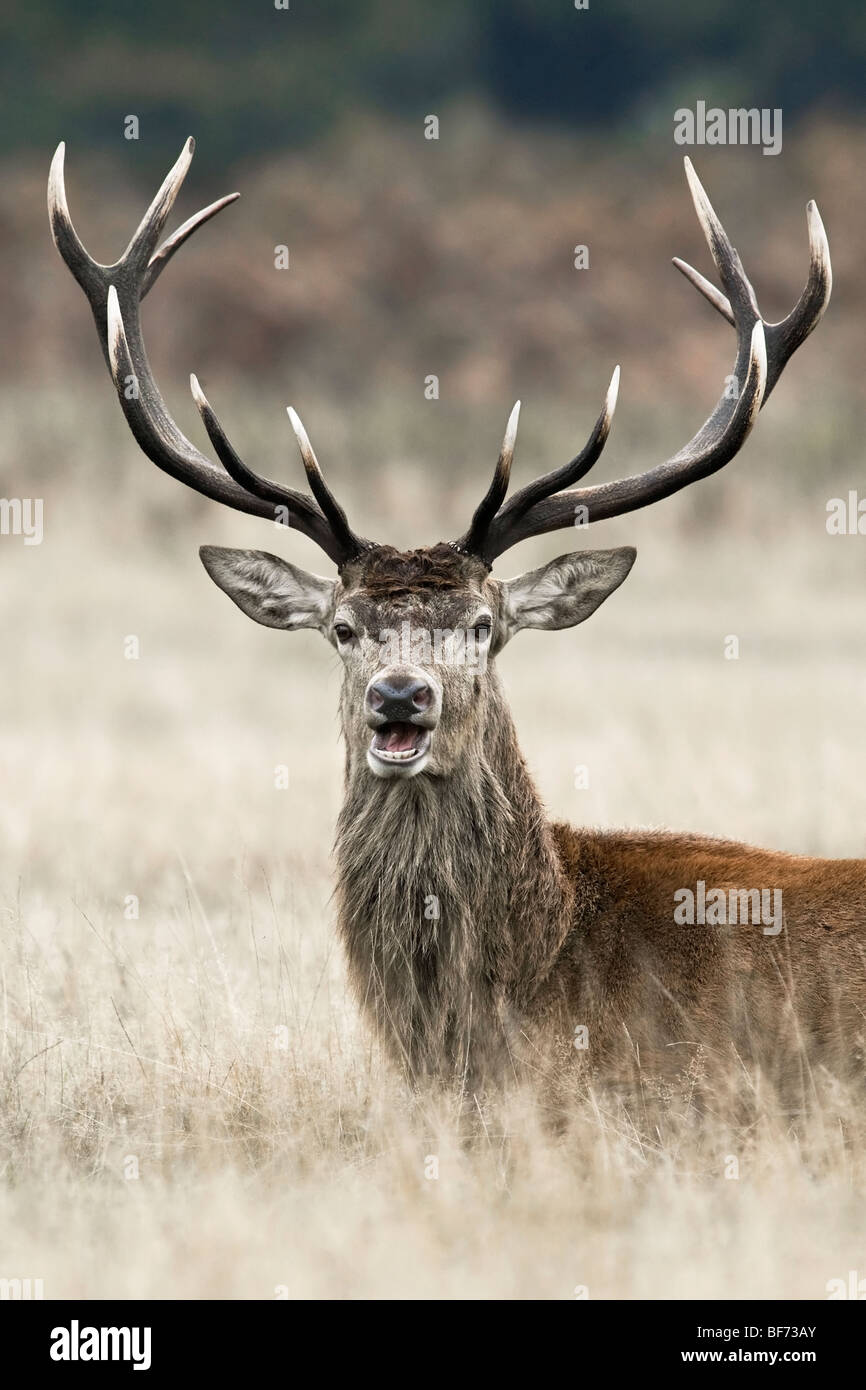 An alert Red Deer Stag eating during the annual rut Stock Photo Alamy
