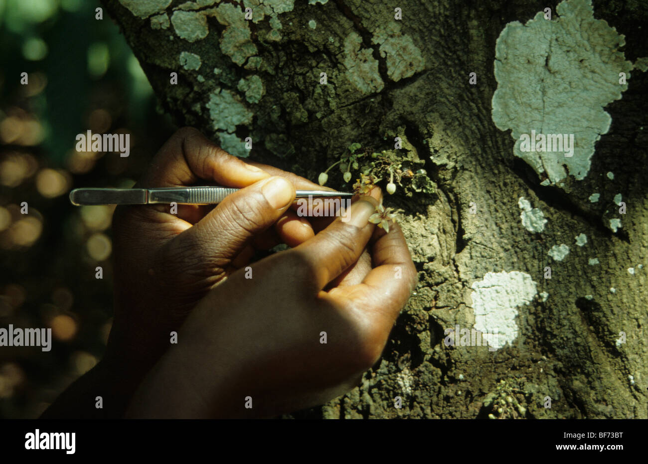 Hand pollination of flowers on the cocoa tree in Ghana Stock Photo Alamy