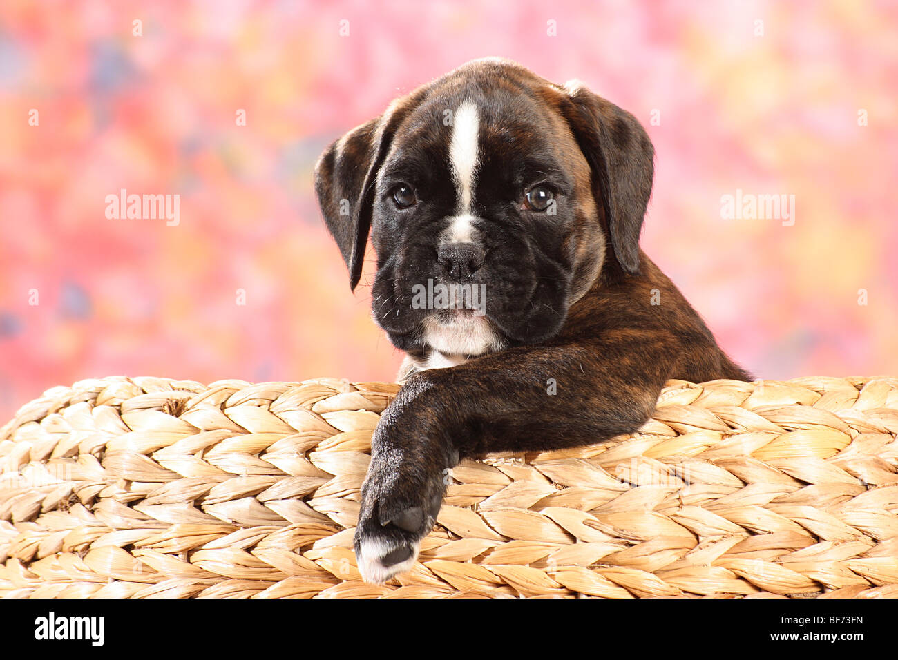 Boxers bebe outlet