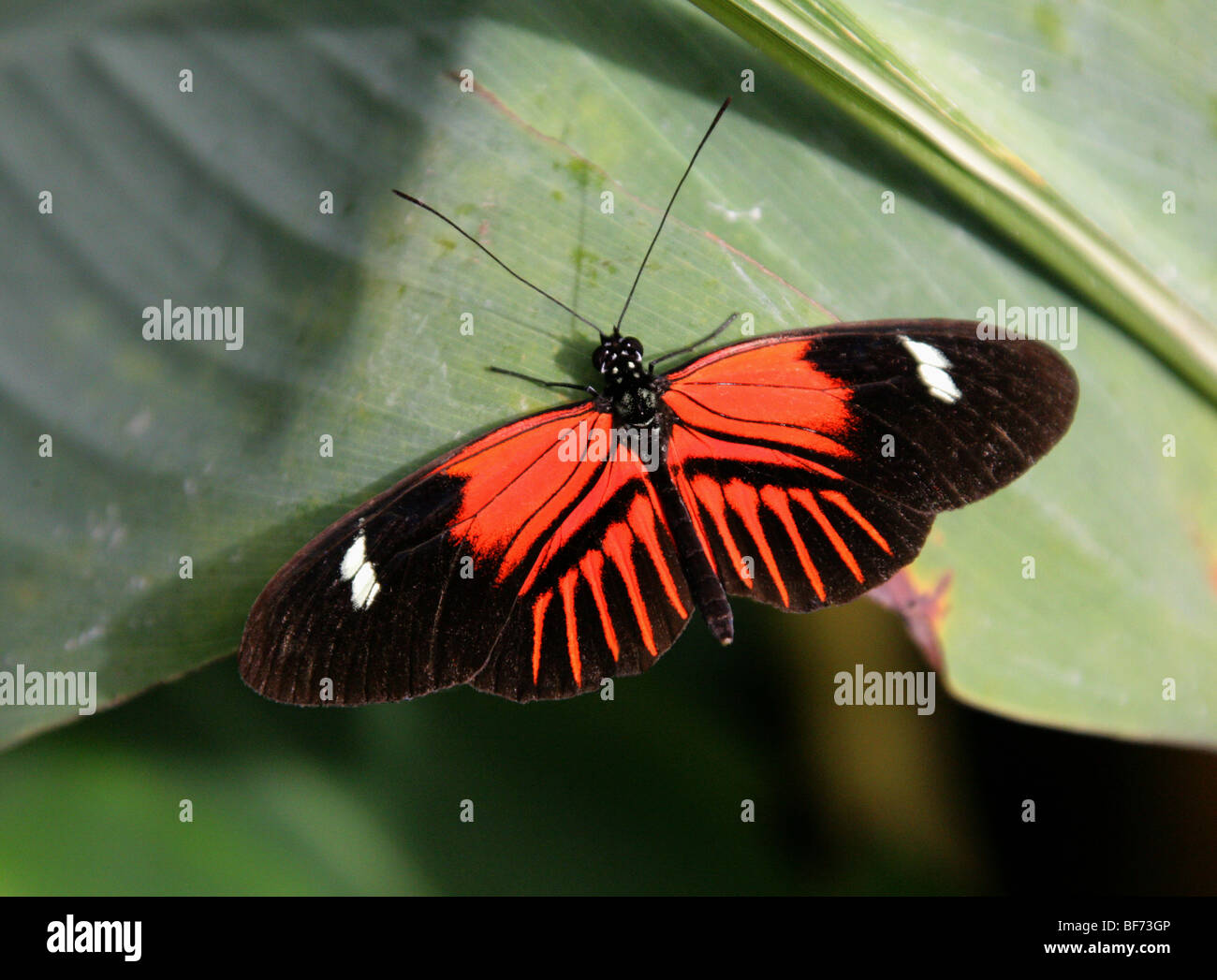Postman Butterfly, Heliconius melpomene, Nymphalidae, South America Stock Photo