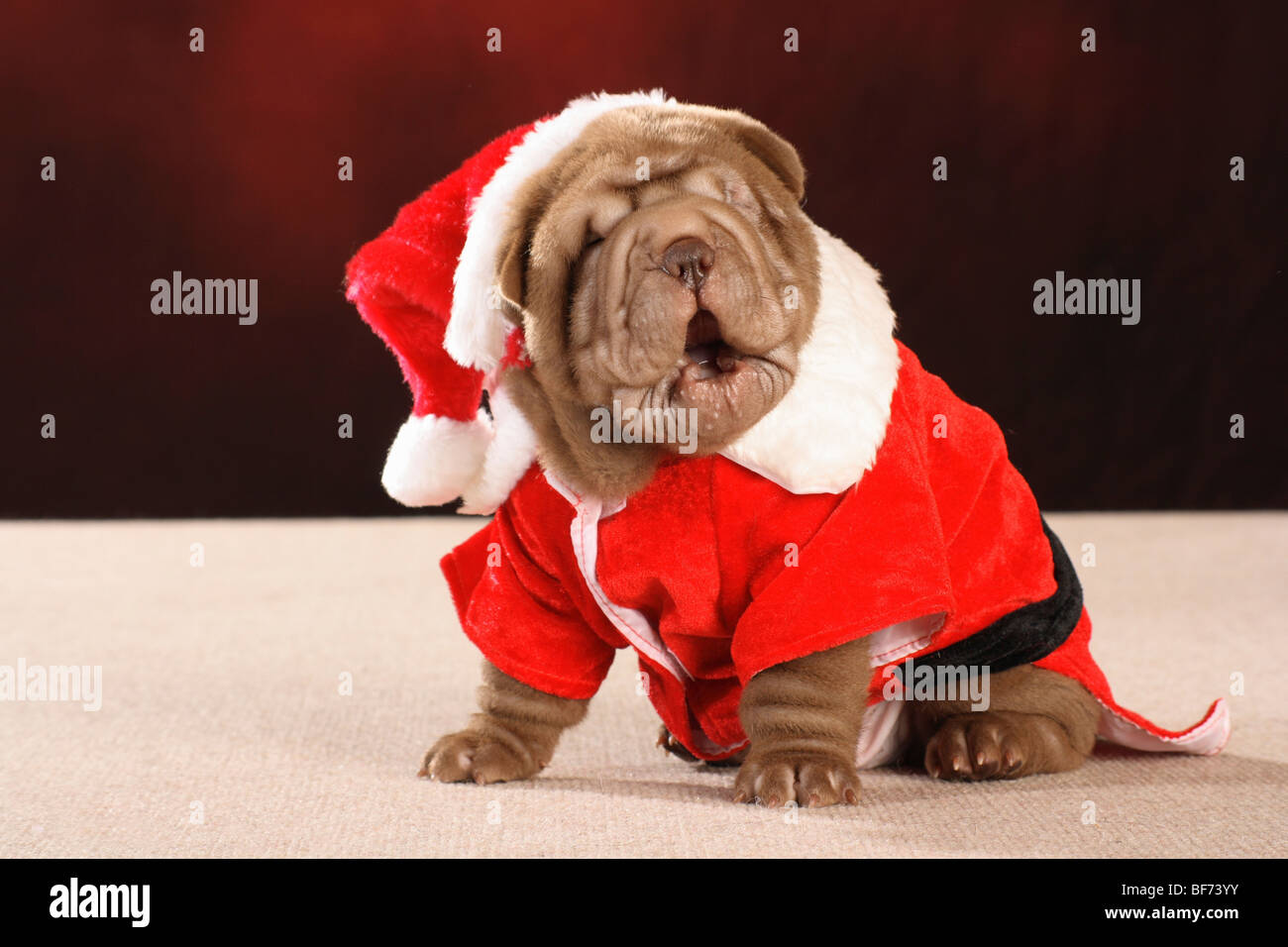 Shar pei sale christmas jumper