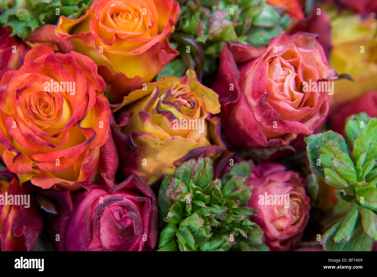 Bouquet of roses field grown at the market in Heidelberg, Baden-Wurttemberg, Germany Stock Photo