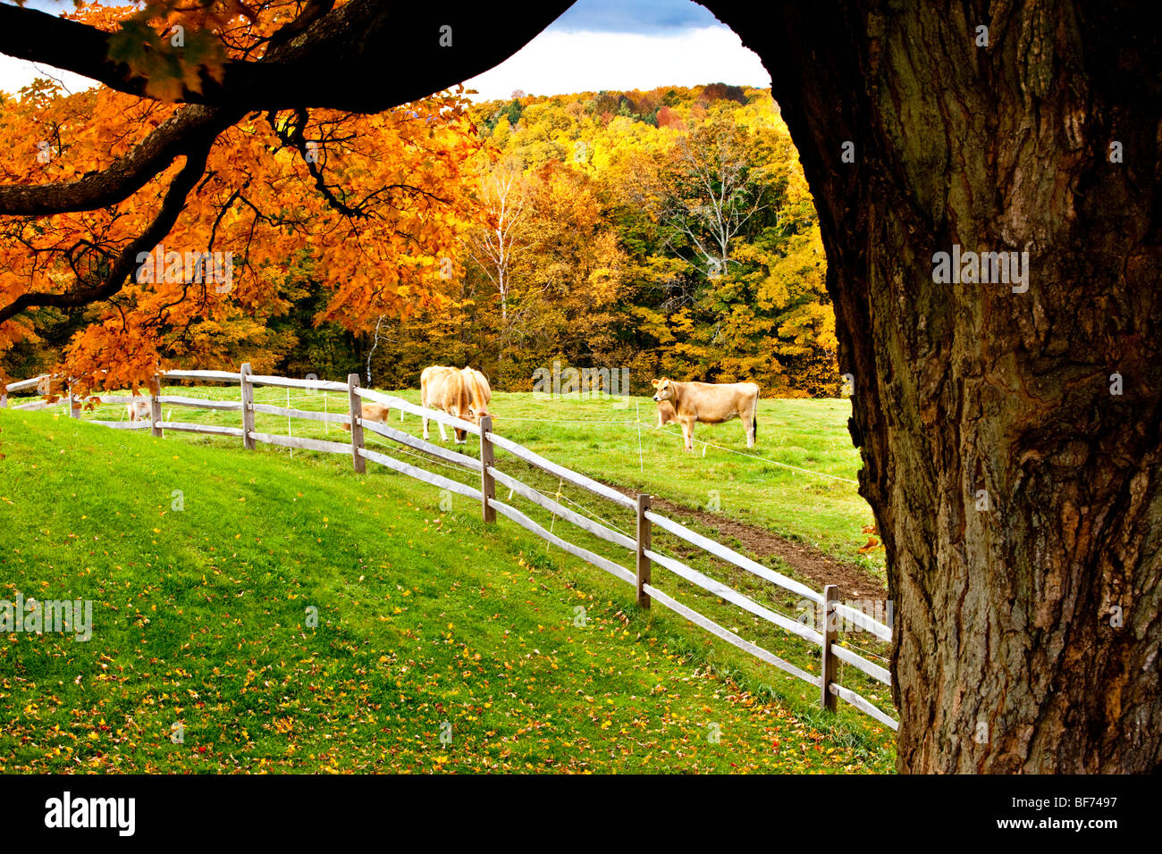 Autumn at a dairy farm near South Woodstock Vermont USA Stock Photo