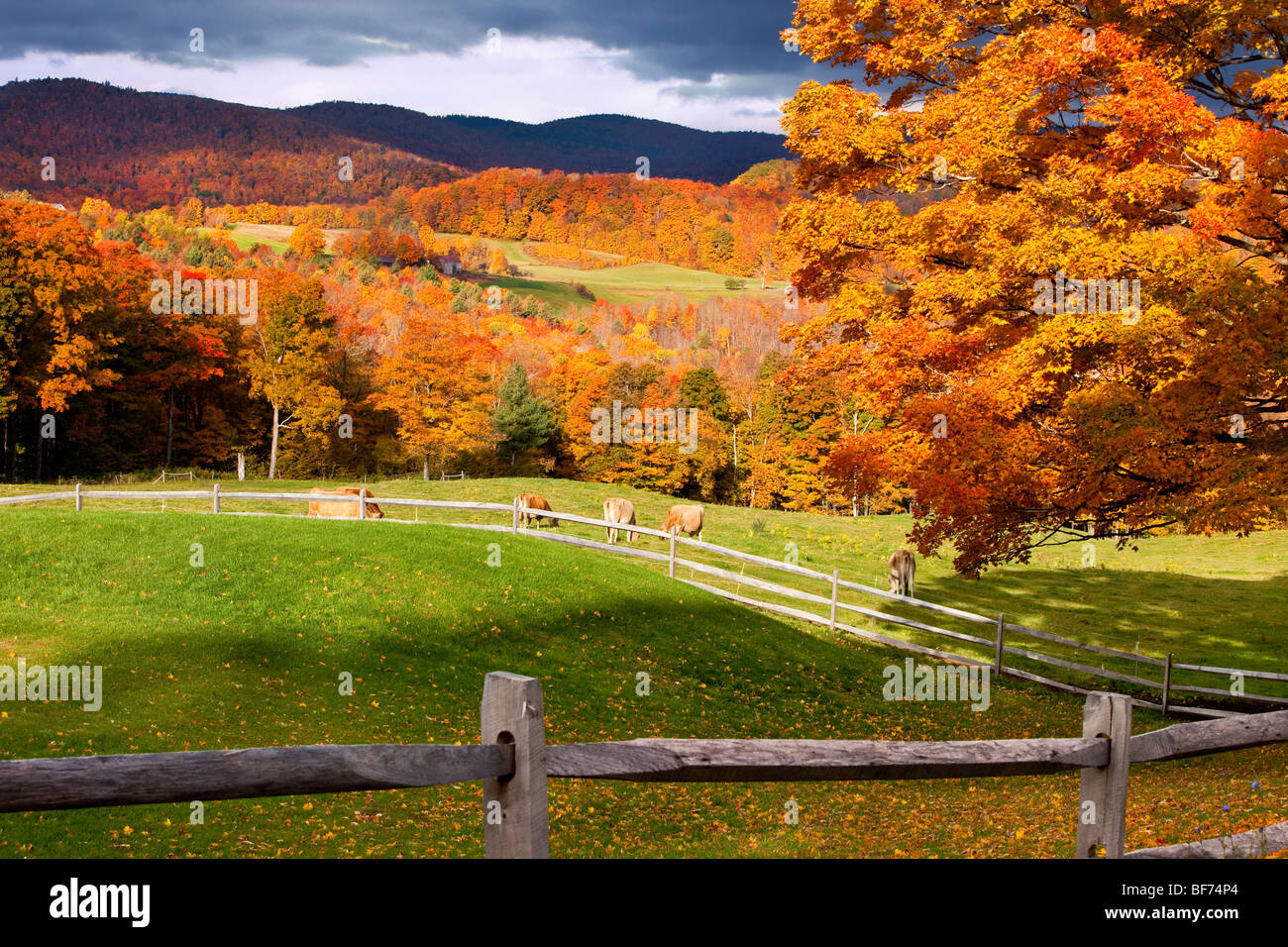 Autumn at a dairy farm near South Woodstock, Vermont, USA Stock Photo