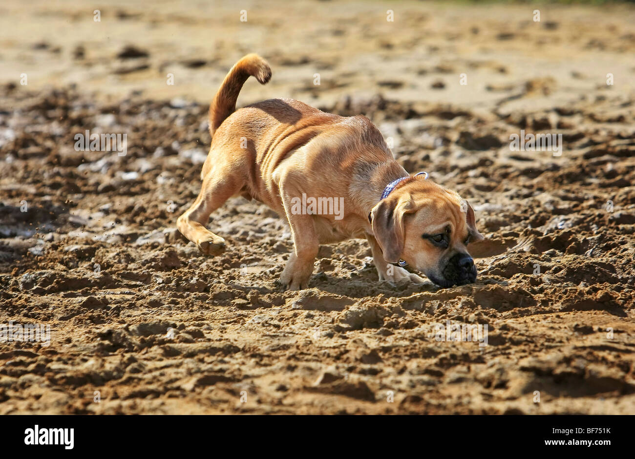 Puggle dog - puppy in sand Stock Photo