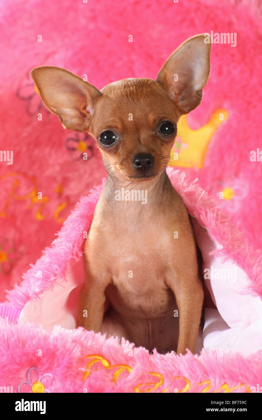 Russian Toy Terrier dog - puppy - sitting Stock Photo