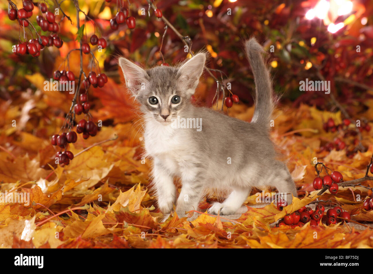 Javanese Cat Stock Photos Javanese Cat Stock Images Alamy