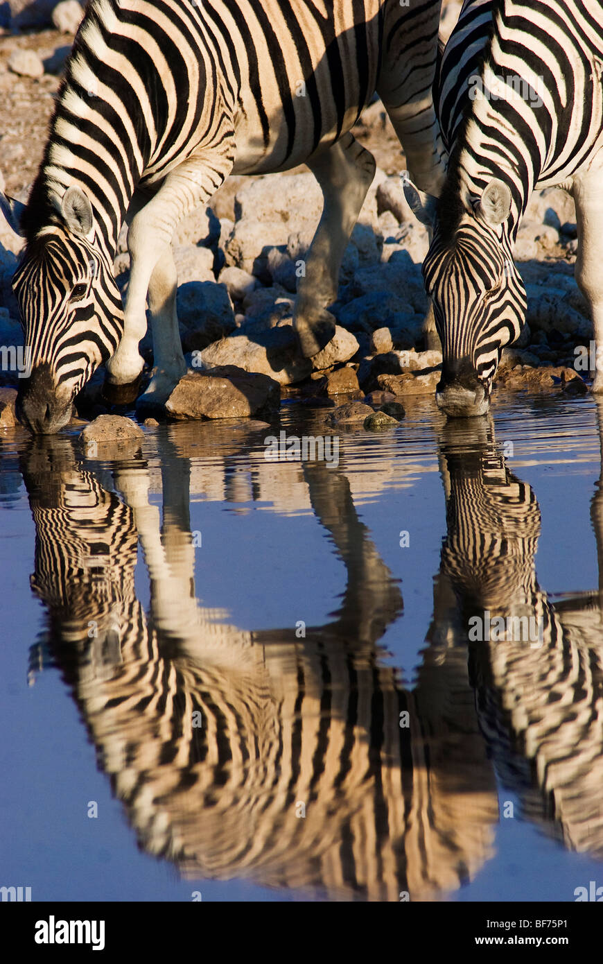 Zebras drinking at Okaukuejo waterhole, Etosha National Park, Namibia Stock Photo