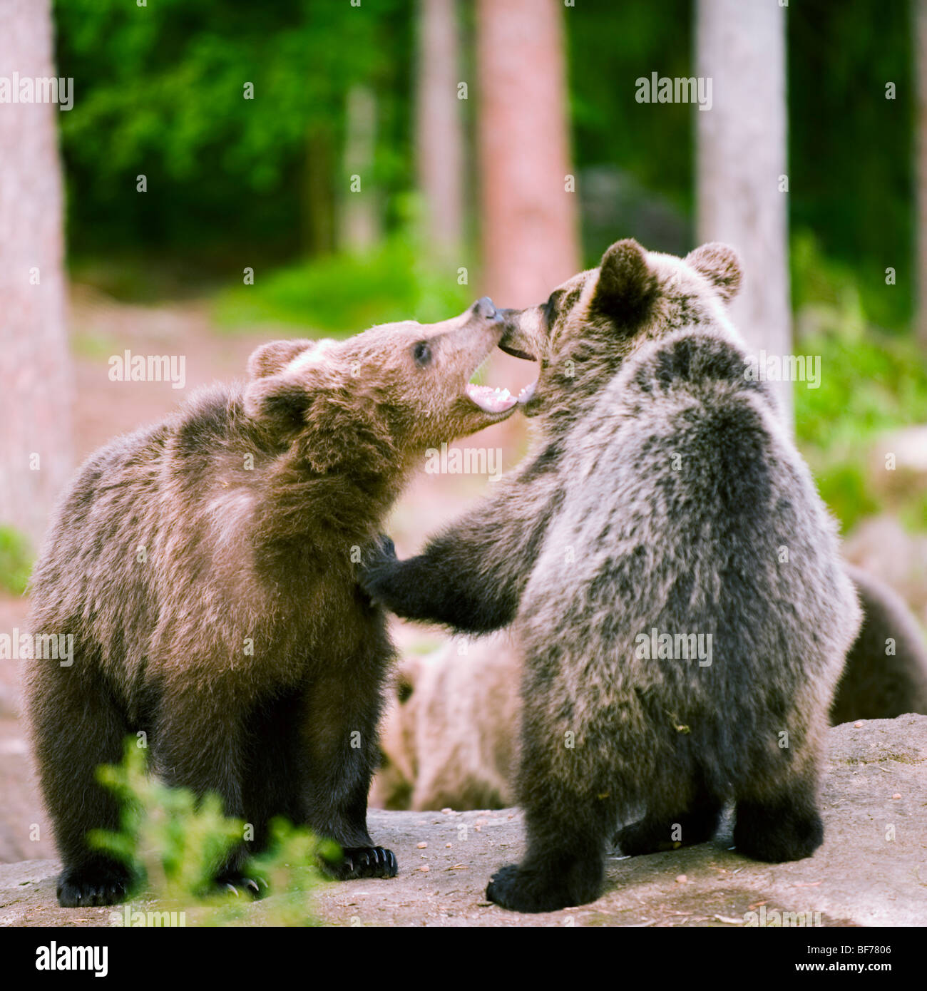 European brown bear cubs hi-res stock photography and images - Alamy