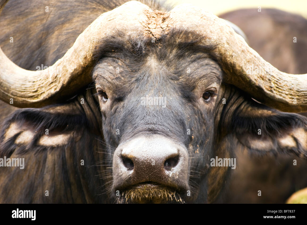 Cape Buffalo Portrait Stock Photo