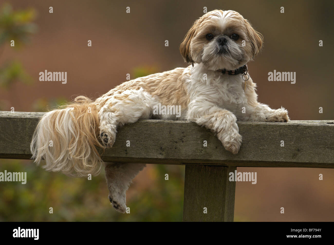 FEMALE SHIH TZU CANIS LUPUS FAMILIARIS DOMESTIC DOG LAYING ON A BENCH OUTDOORS Stock Photo