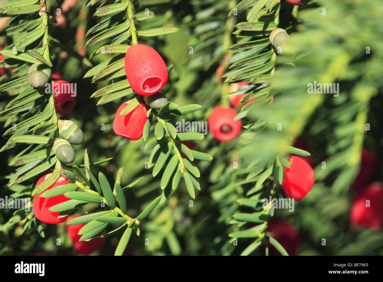 Yew Tree Berries (Taxus baccata) Stock Photo