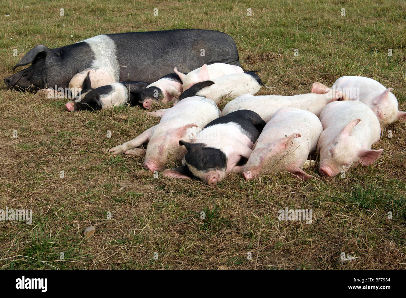 Saddleback sow and weaner piglets asleep in a field Stock Photo