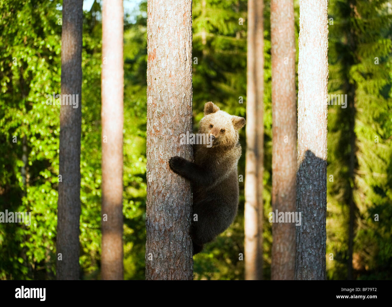 Bear Cub Tree Climbing Stock Photo