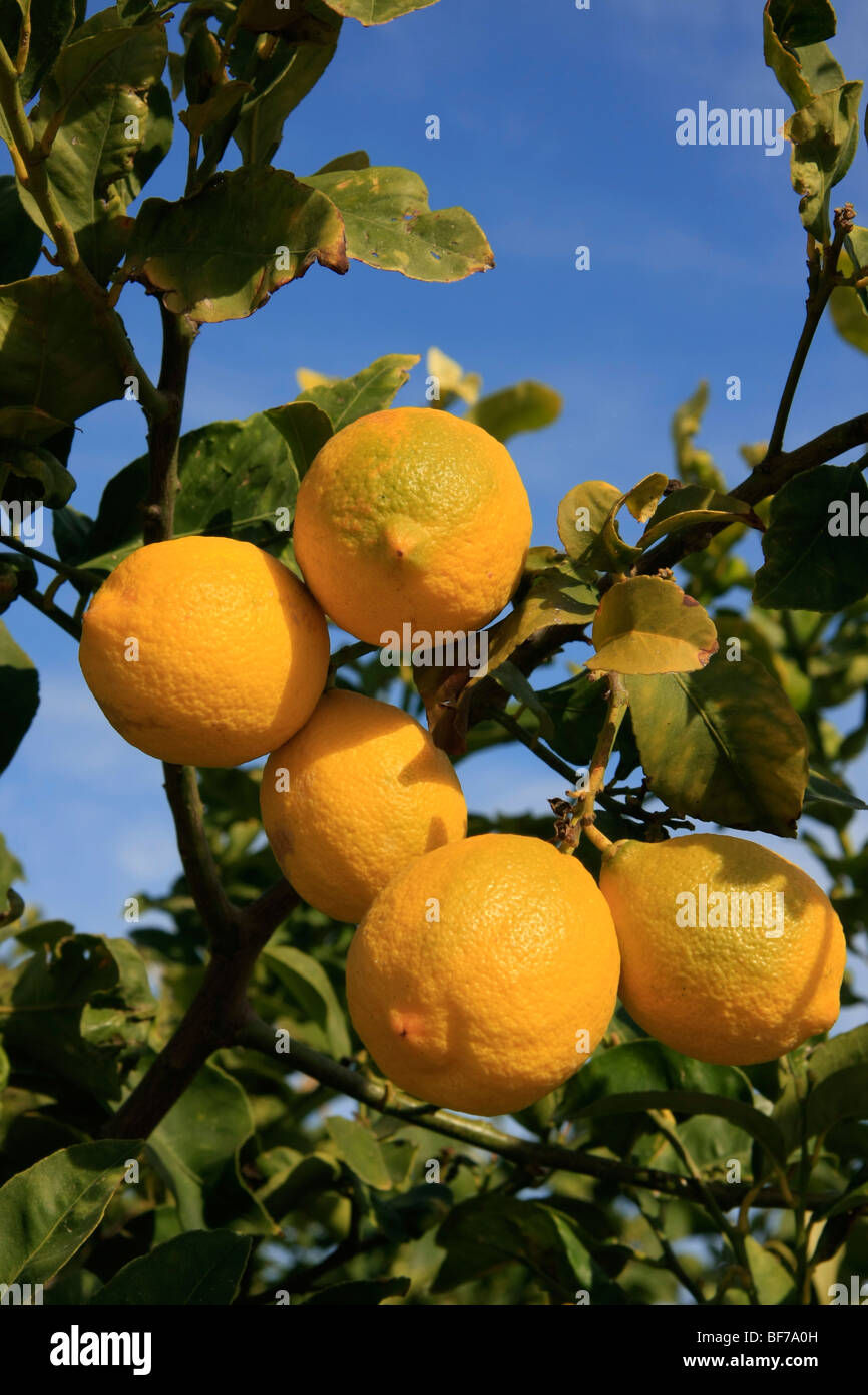 Lemon Lemon