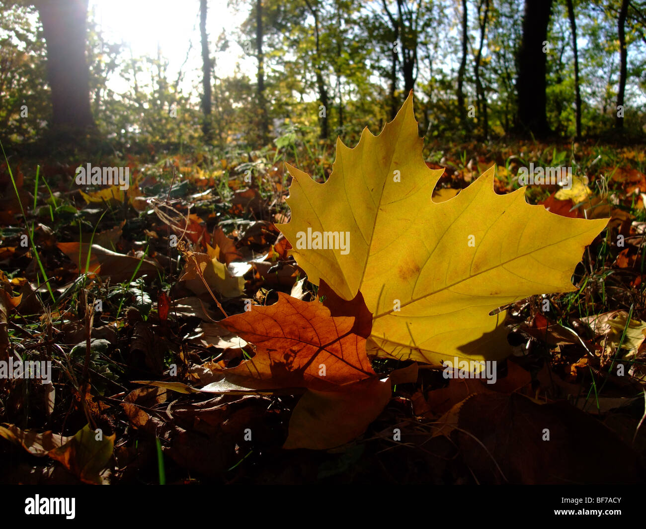 Leaf on ground in forest during autumn season – France Europe Stock Photo