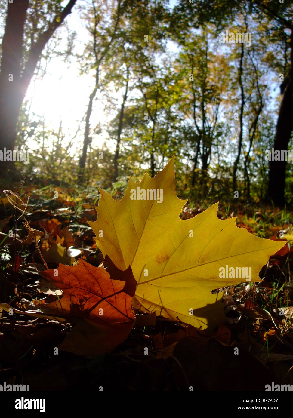 Leaf on ground in forest during autumn season – France Europe Stock Photo