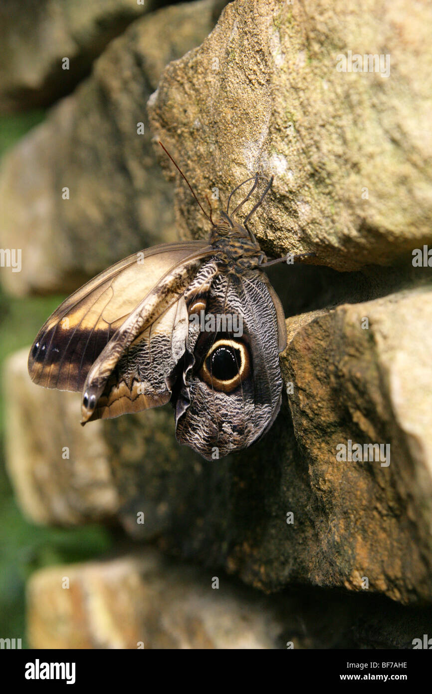 Freshly Emerged Owl Butterfly, Caligo eurilochus, Nymphalidae, Tropical South and Central America Stock Photo