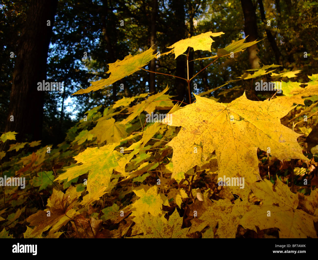 Young plane tree branch and leaves during autumn season - France Europe Stock Photo