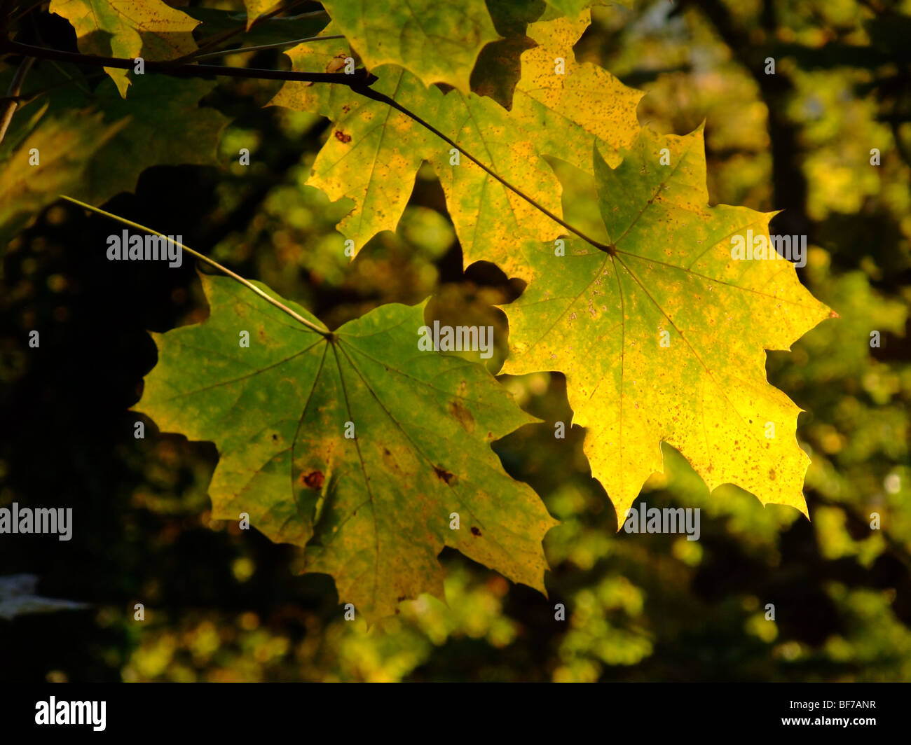 plane tree branch and leaves on dark background during autumn season - France Europe Stock Photo
