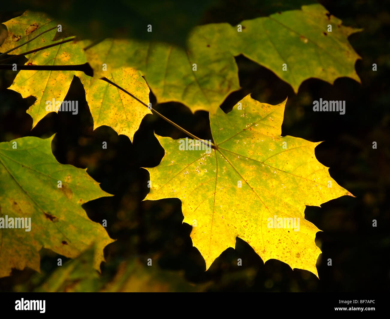 plane tree branch and leaves on dark background during autumn season - France Europe Stock Photo