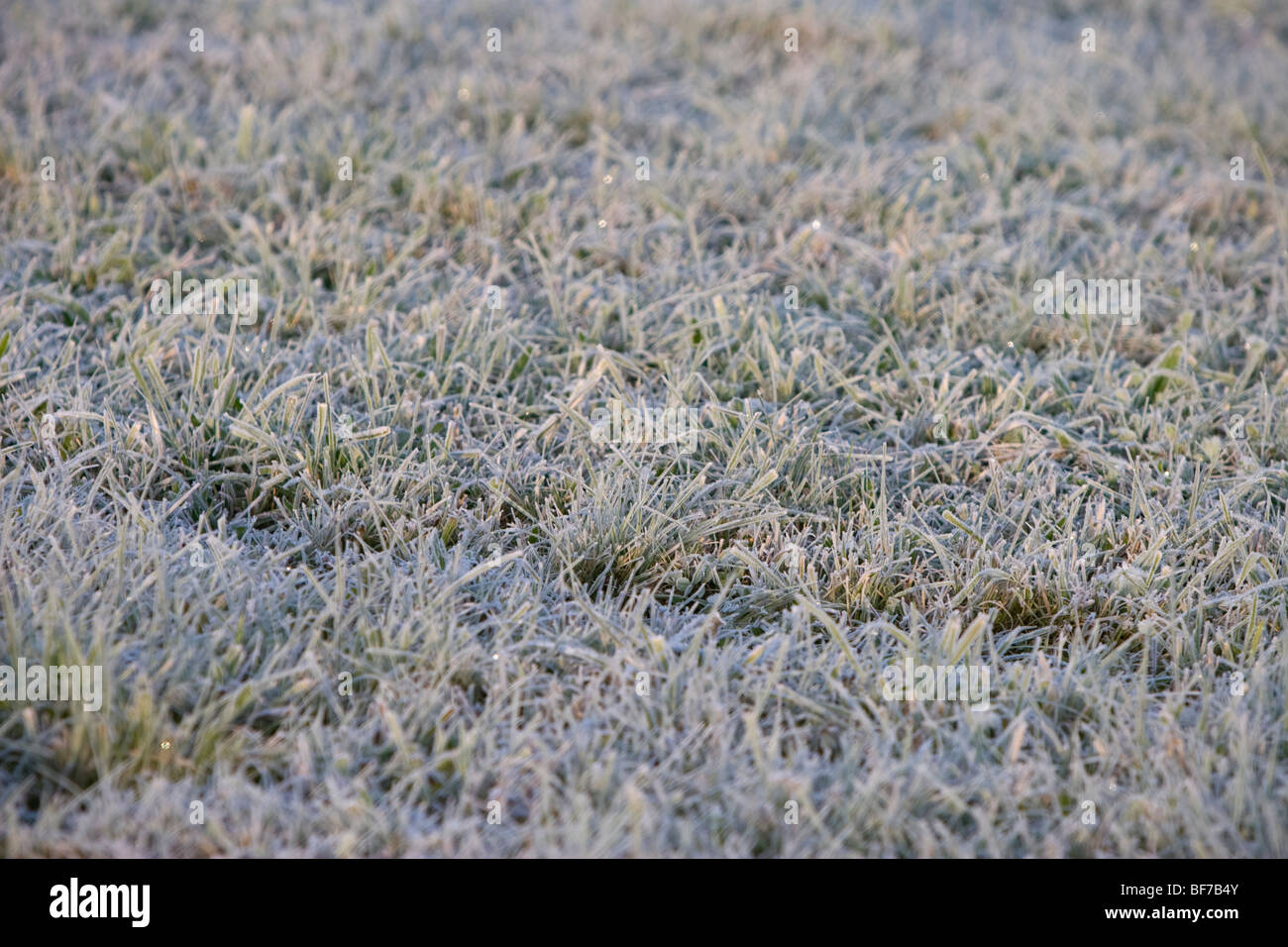 Hoarfrost on a meadow. Stock Photo