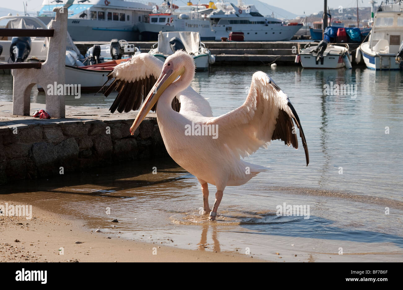 Petros the pelican on Mykonos island, Greece Stock Photo