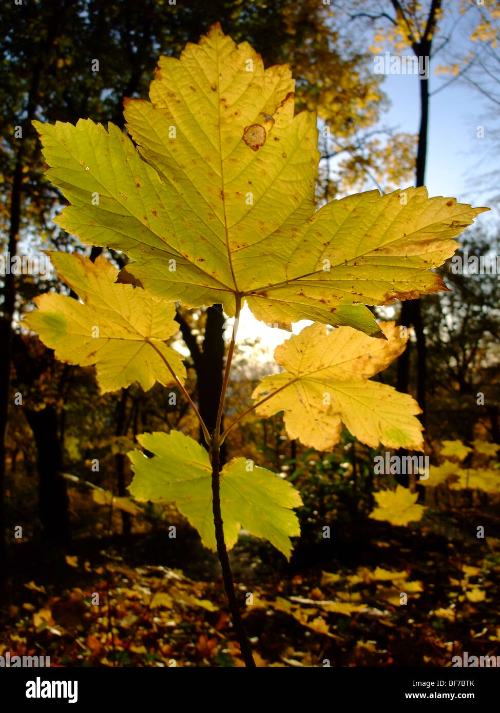 Young plane tree branch and leaves during autumn season - France Europe Stock Photo