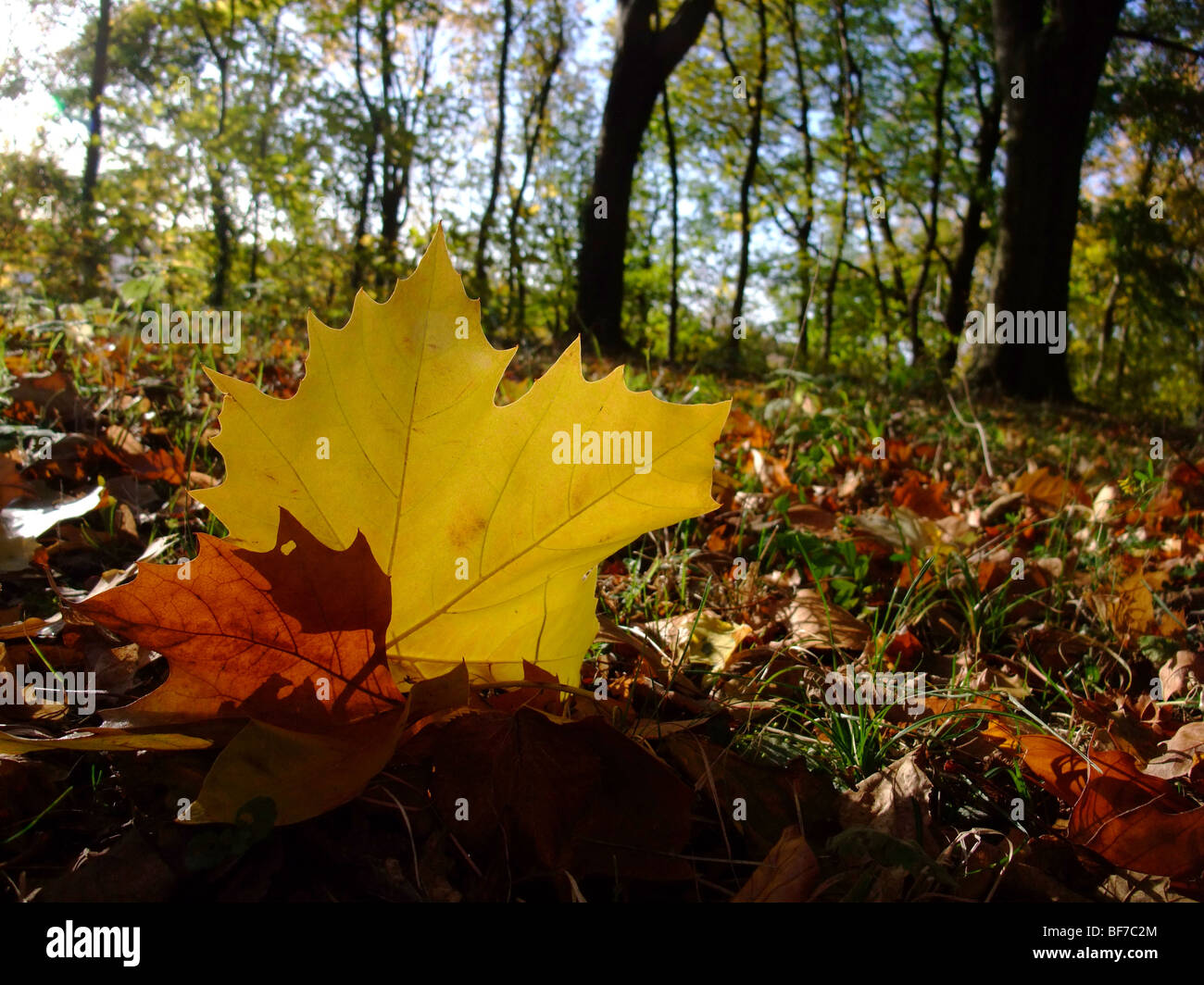 Leaf on ground in forest during autumn season – France Europe Stock Photo