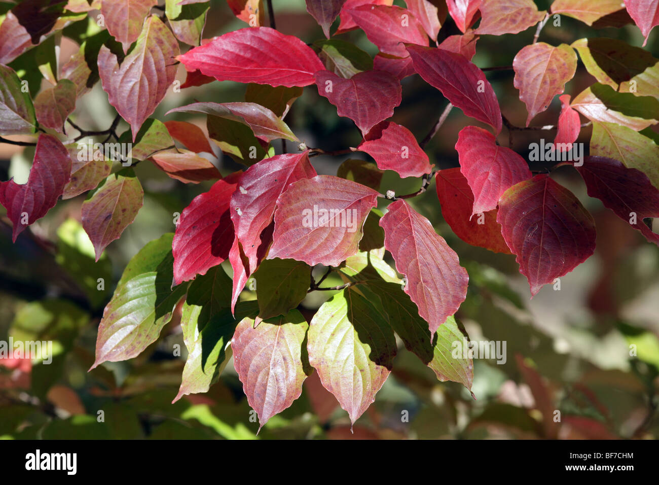 Dogwood tree cornus kousa cornaceae Japan Korea China in full autumn colour color. Reds and golds. Stock Photo