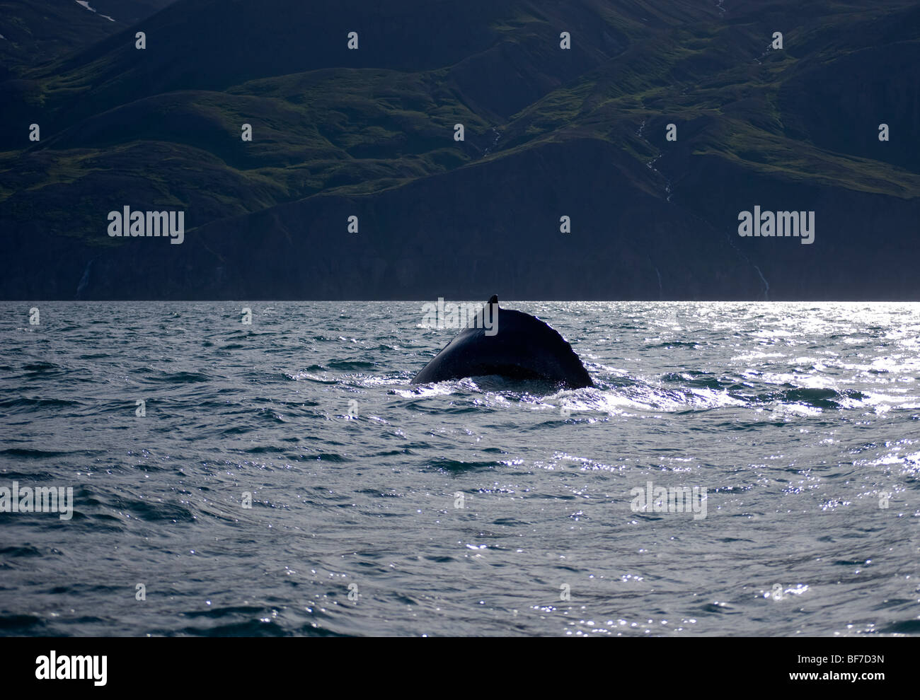 Humpback whale fin slapping hi-res stock photography and images - Alamy