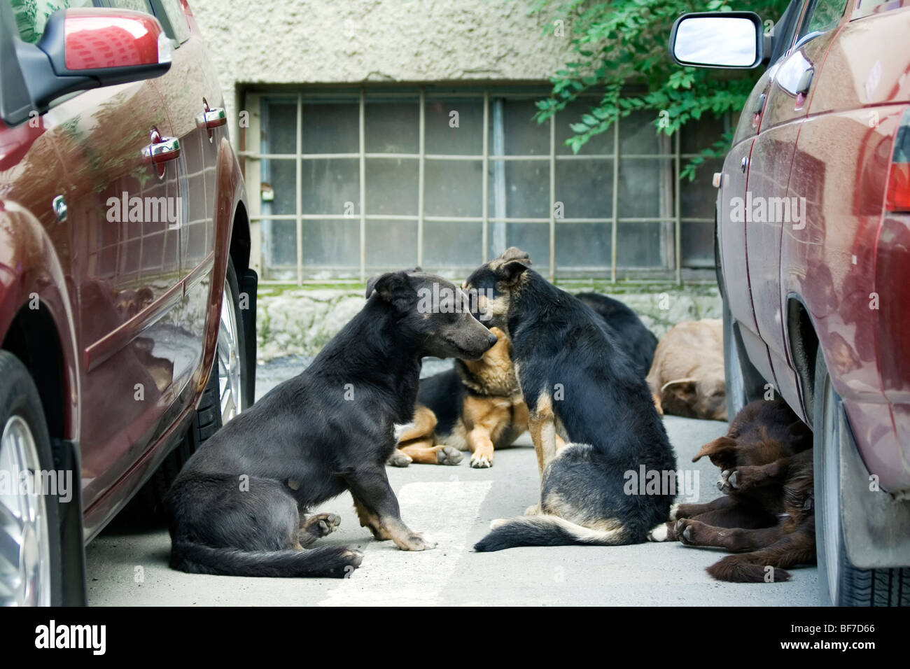 Group of the stray dogs laying at autoparking Stock Photo Alamy