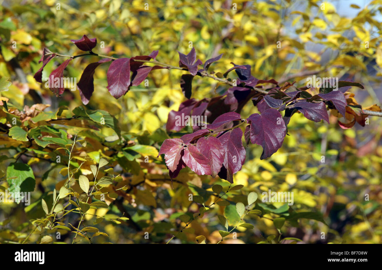 Securinega Suffruticosa Asia tree herb shrub China. Stock Photo