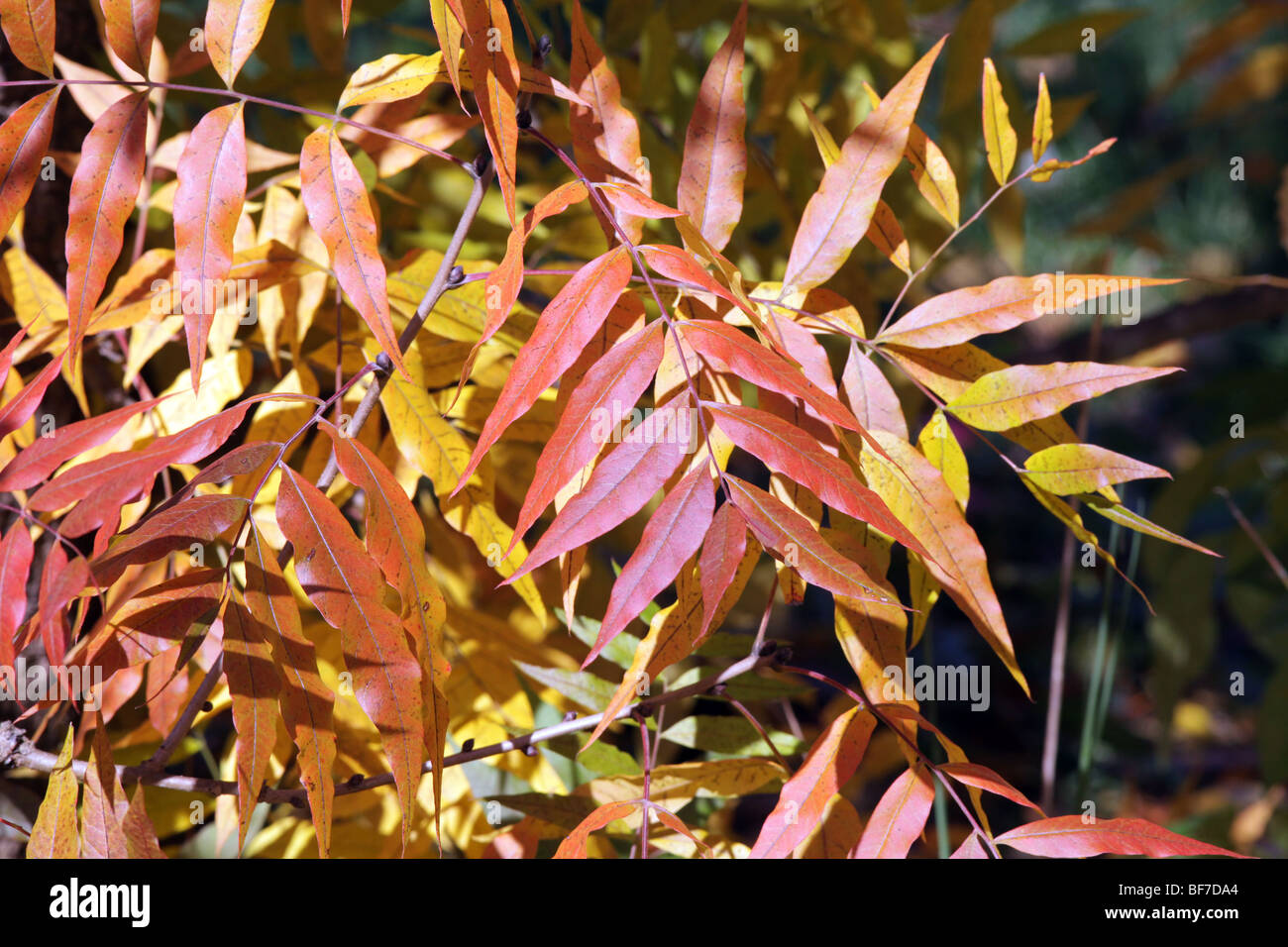 Pistacha chinessis Chinese Pistache anacardiaceae tree shrub leaves in autumn colours colors. Stock Photo