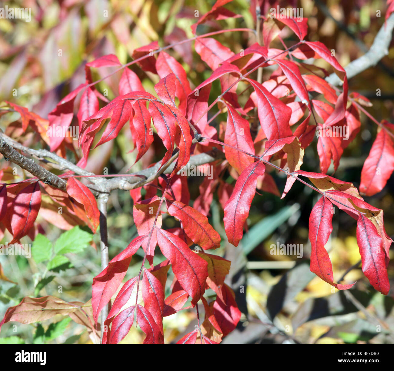 Pistacha chinessis Chinese Pistache anacardiaceae tree shrub leaves in autumn colours colors. Stock Photo